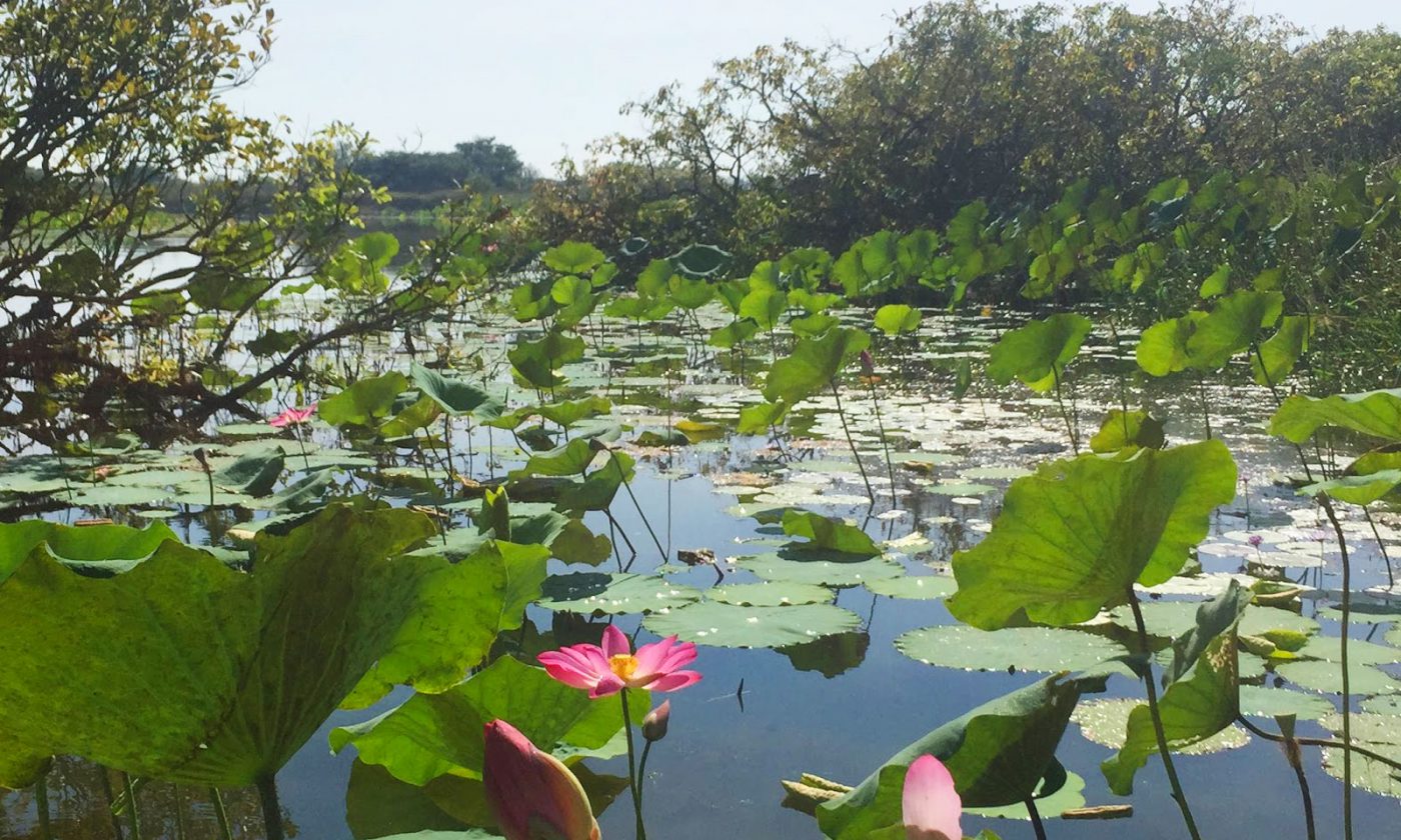 Mary River Wetlands Cruise - A Crocodile peeking out, if you can find him!