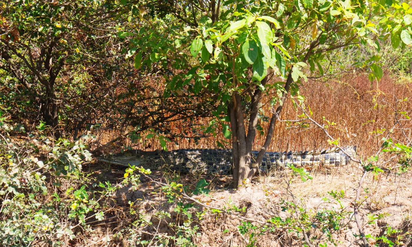 A huge croc (~5m) chilling out under a tree