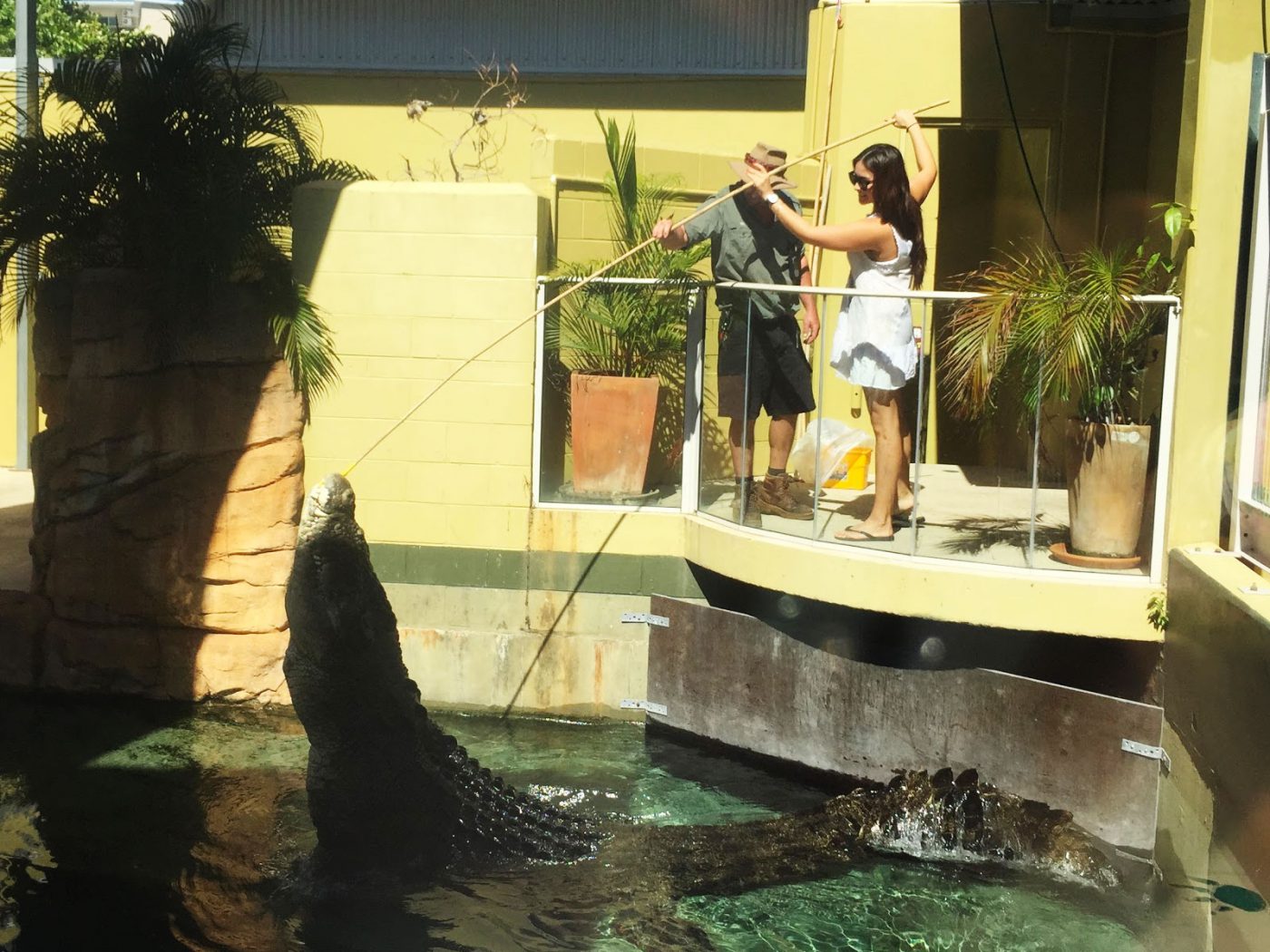 Feeding the giant crocs