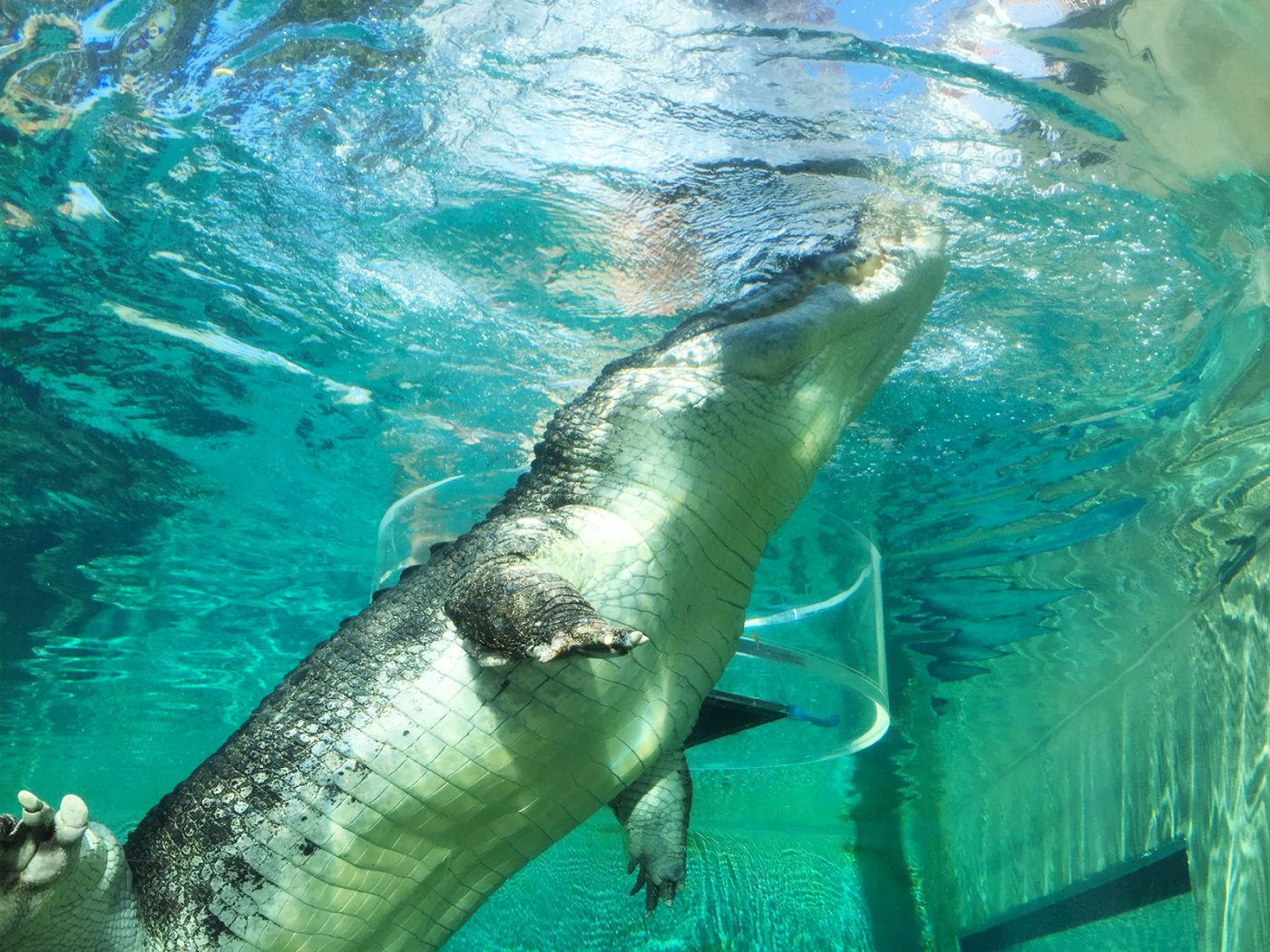 Huge 5m Crocodile in Crocosaur Cove