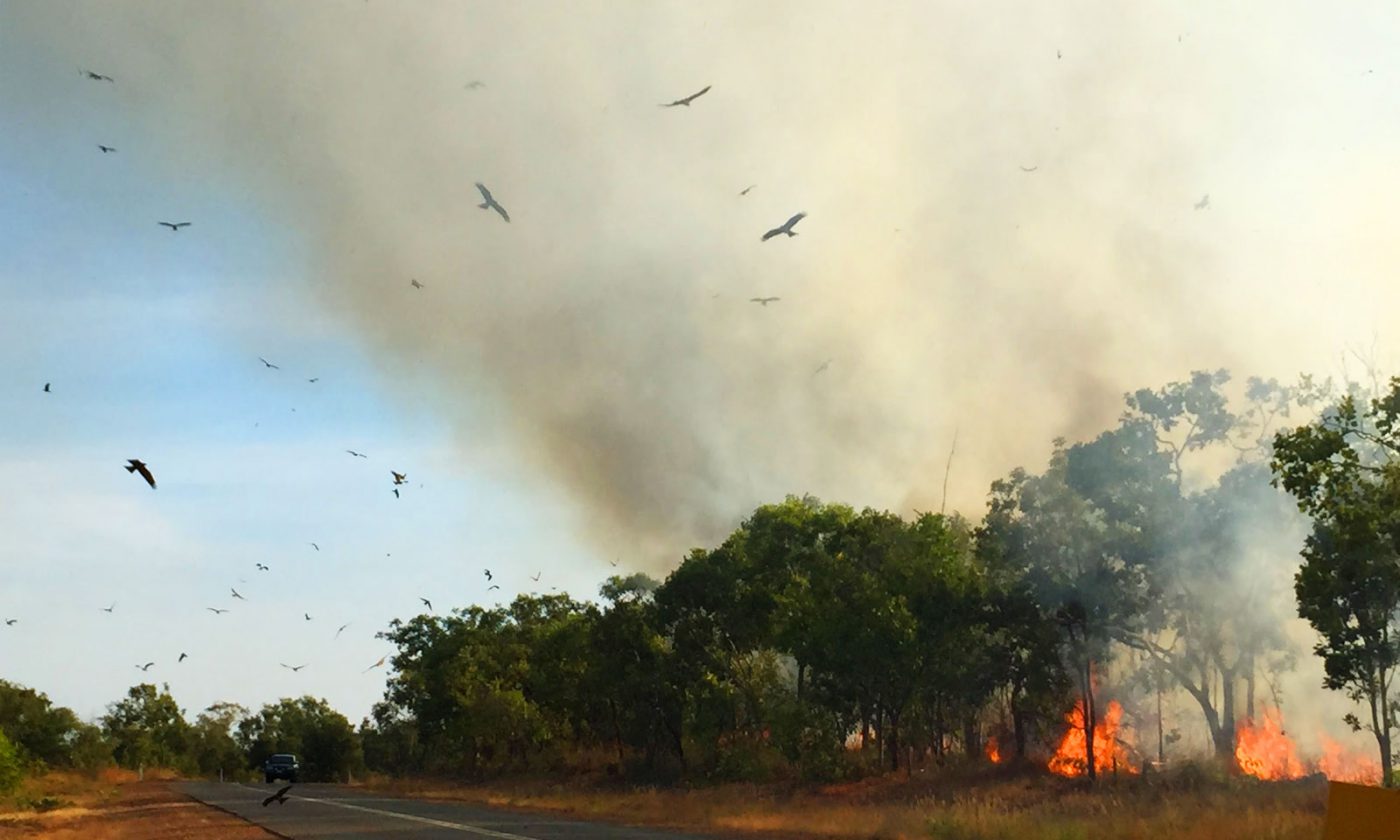 Birds feeding over forest fire