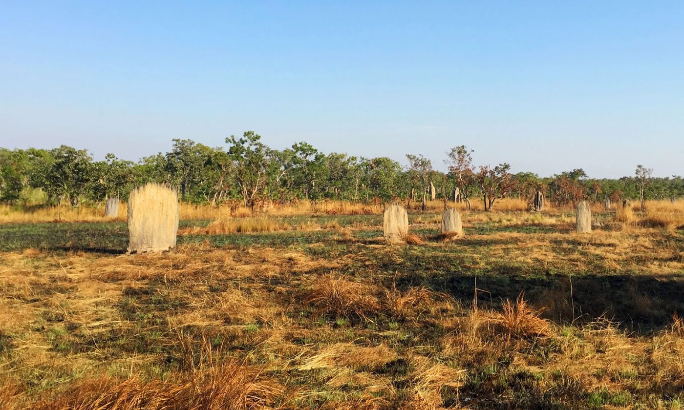 The tomb-like magnetic termite mounds
