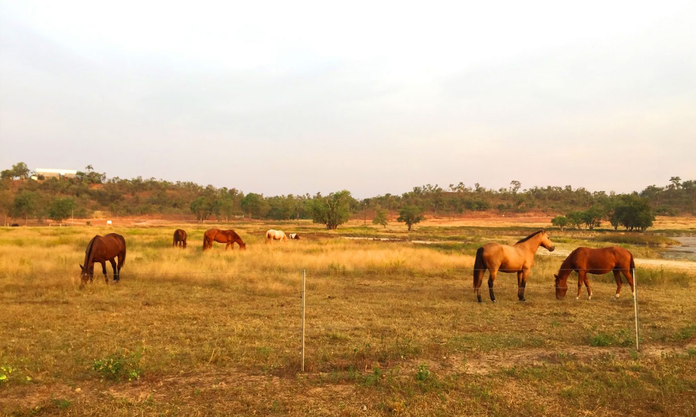 Horses at Sunset