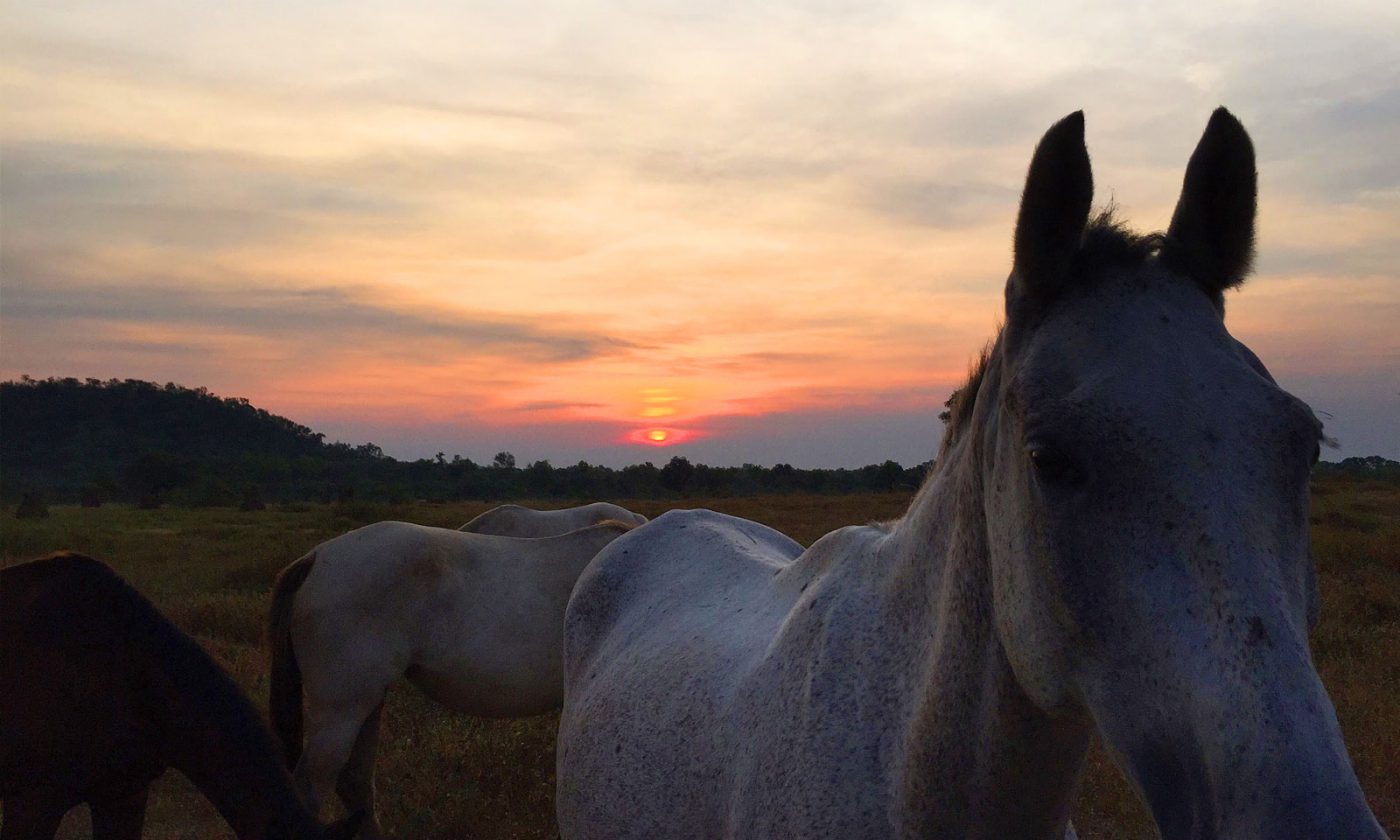 Horses at Sunset