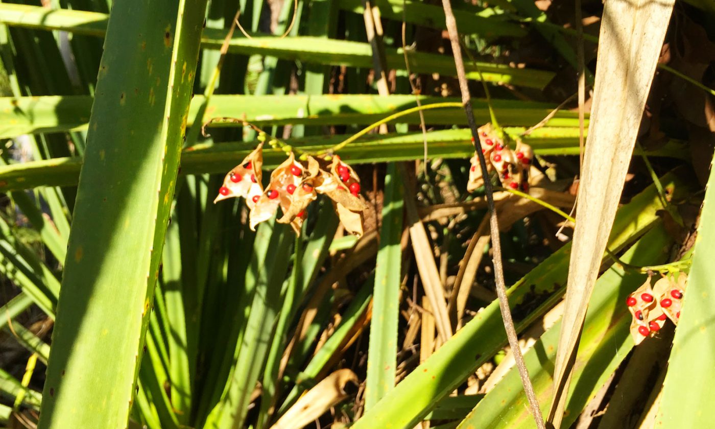 Some plants in Australia may look beautiful, but they will kill you. This fruit here has the same effect as Ricin.