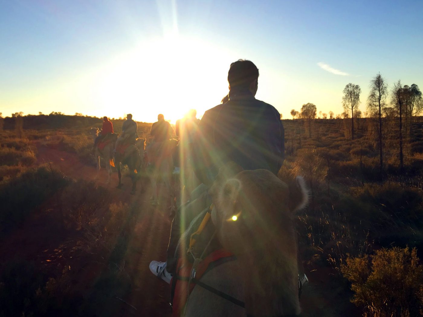 Sunrise Camel Ride at Uluru