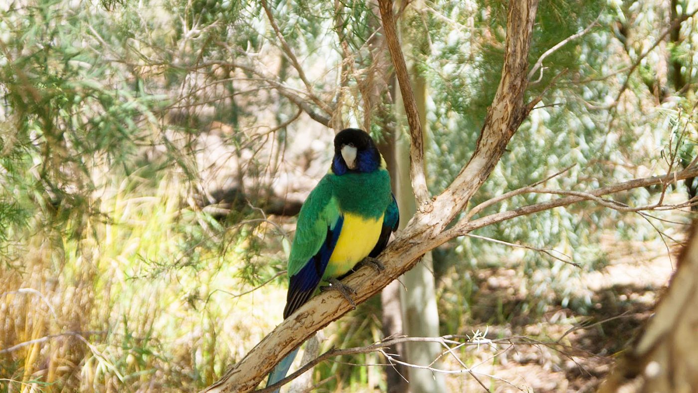 Alice Springs Desert Park