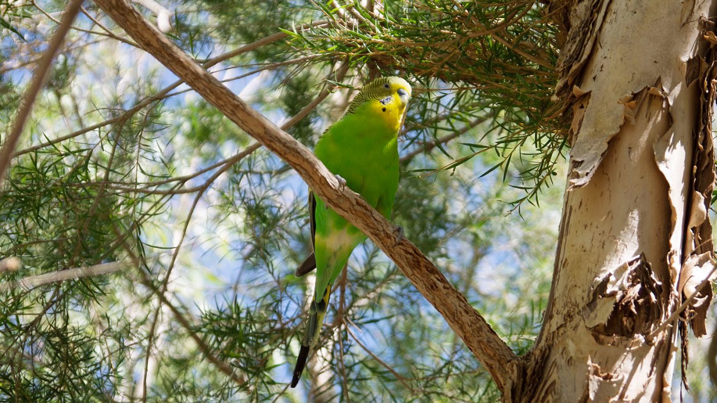 Alice Springs Desert Park