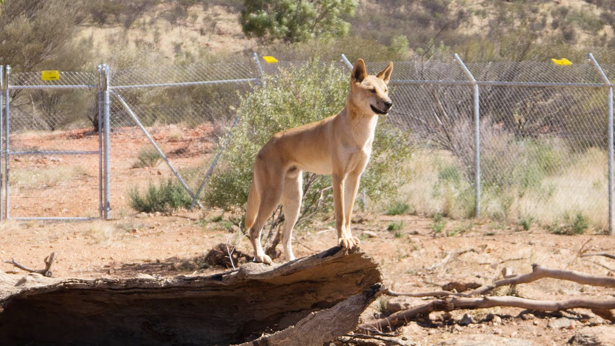 A young Dingo posing