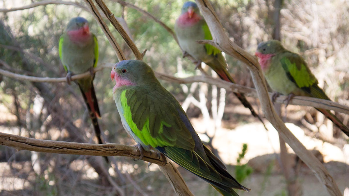 A family of Pricess Parrot