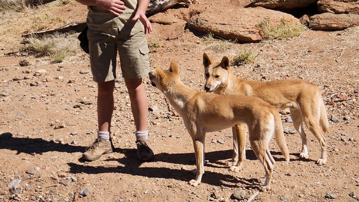 The two dingoes, taken with Lumix GF3