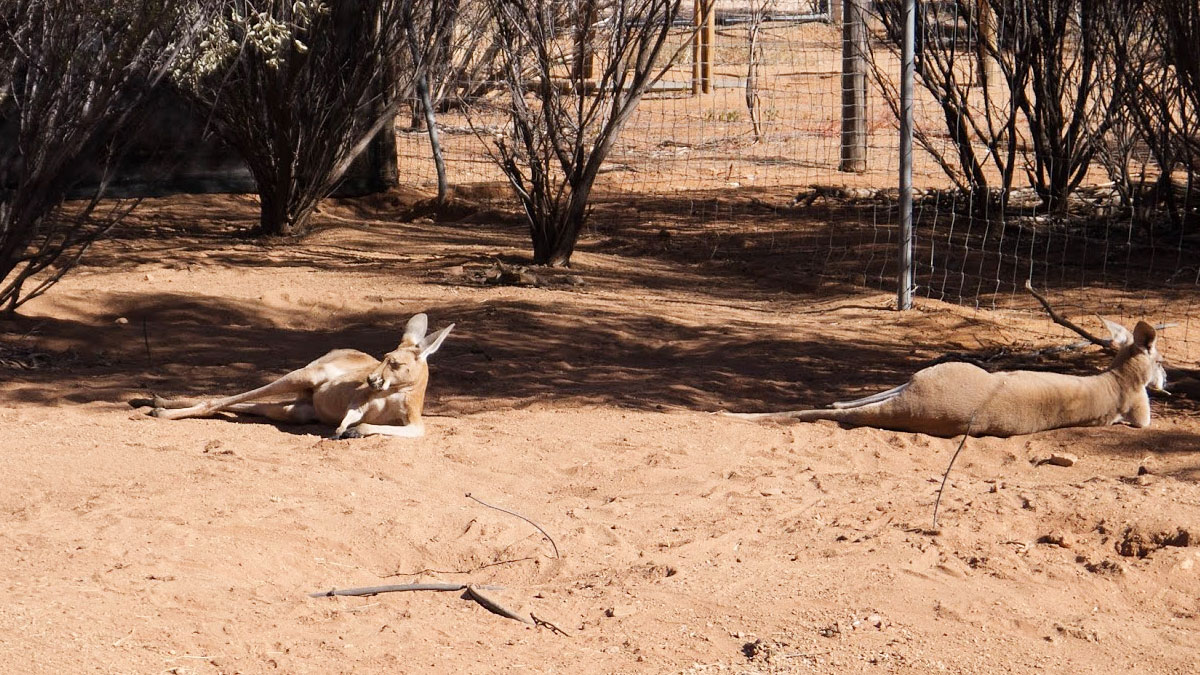 Joeys chilling, taken with Lumix GF3