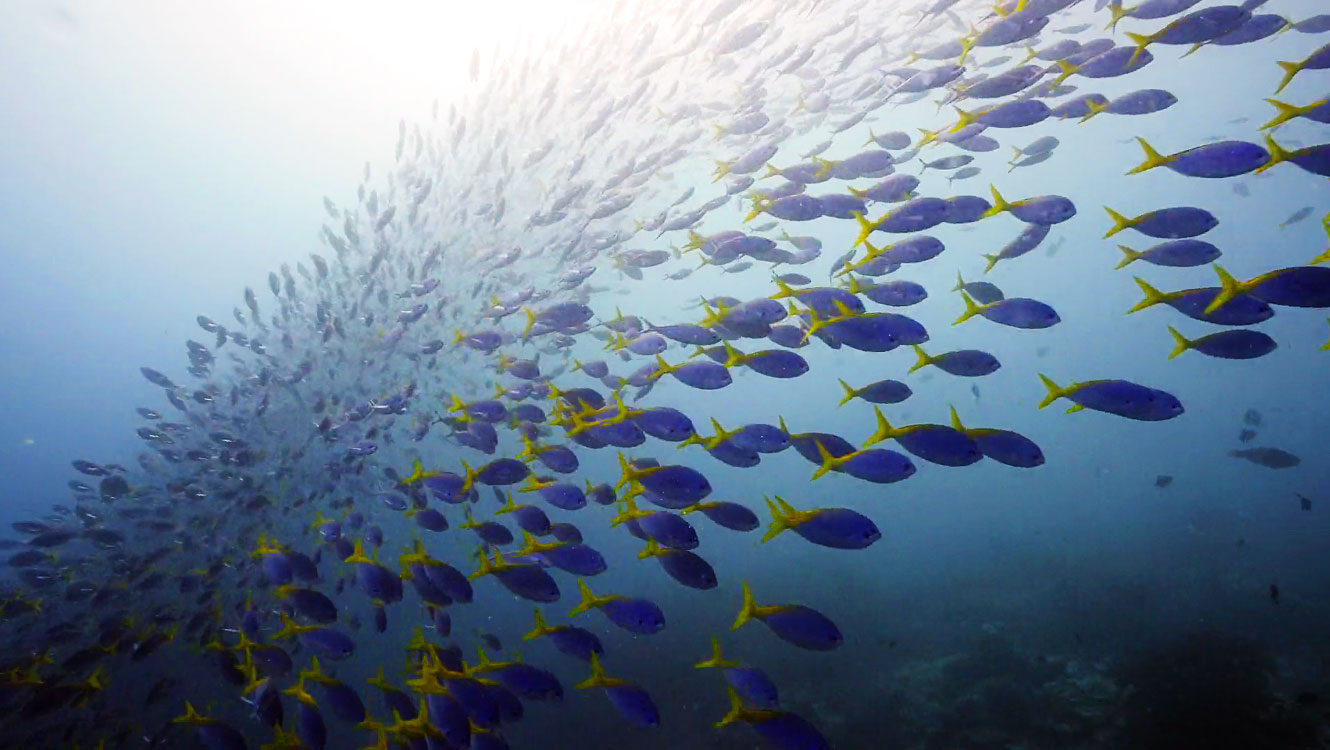 Raja Ampat