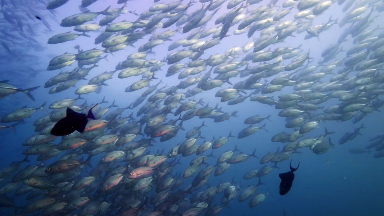 Raja Ampat