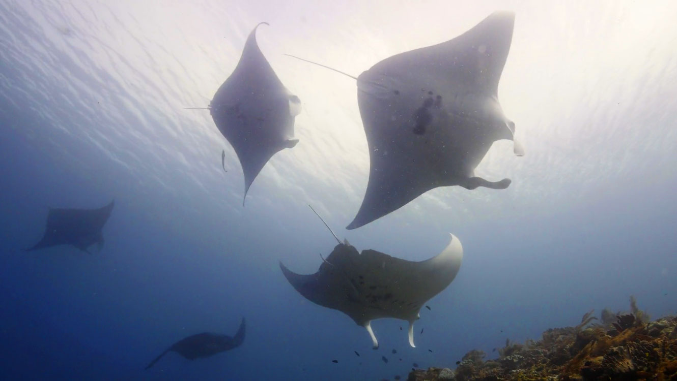 So many mantas at Manta Ridge