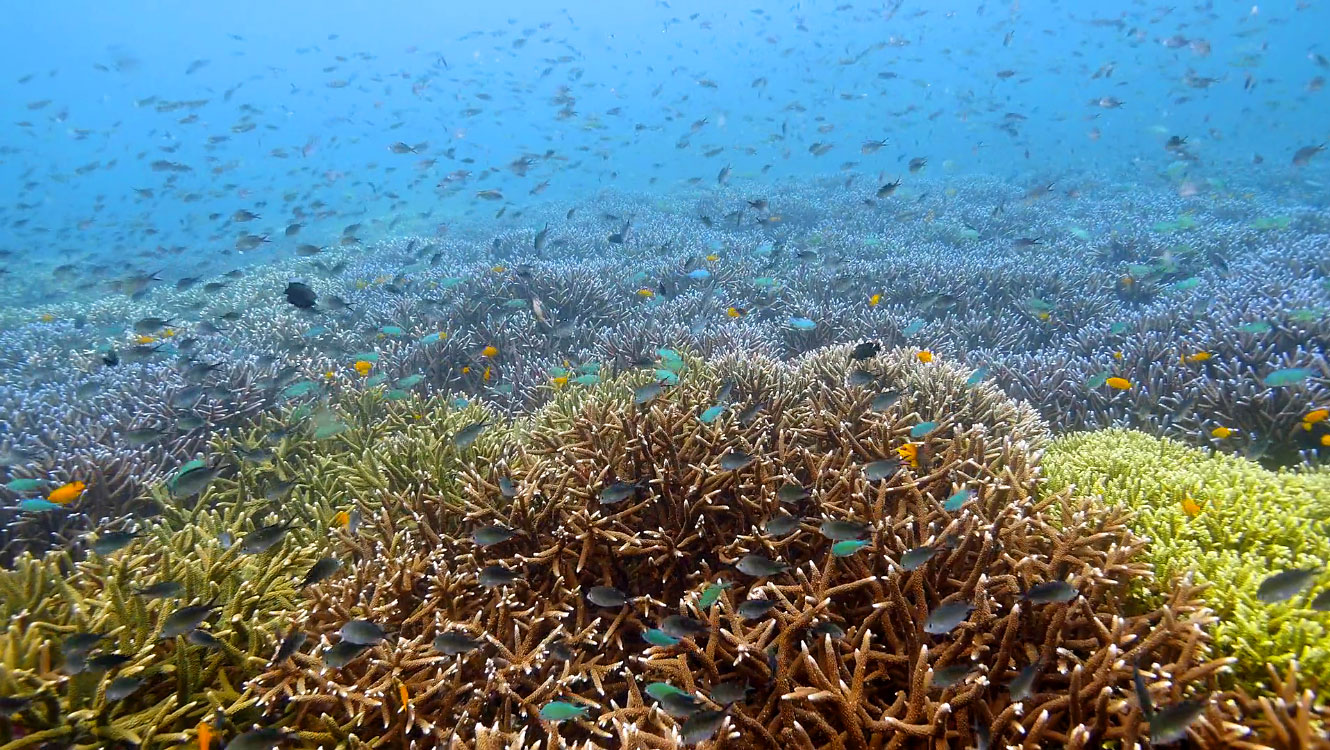 Endless corals at Melissa's Garden