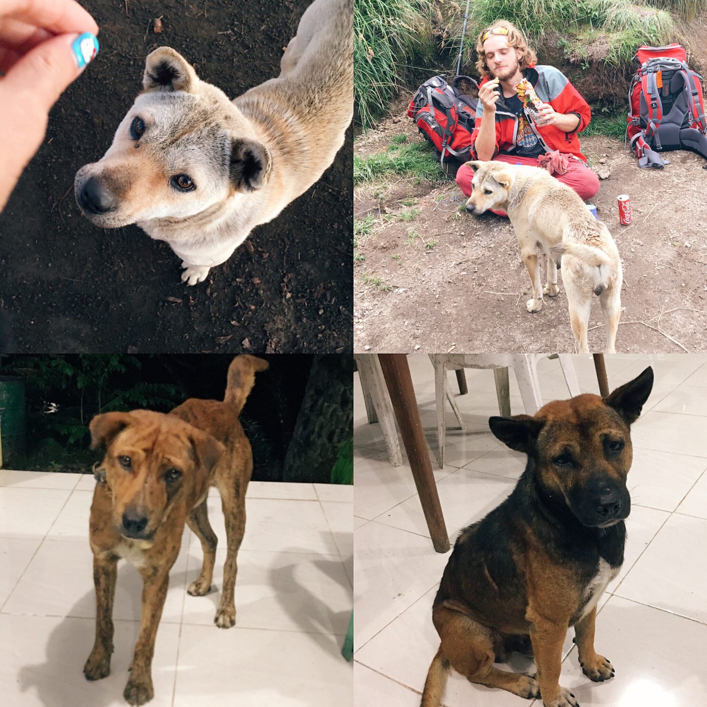 Dogs in Rinjani - Mount Rinjani Trekking