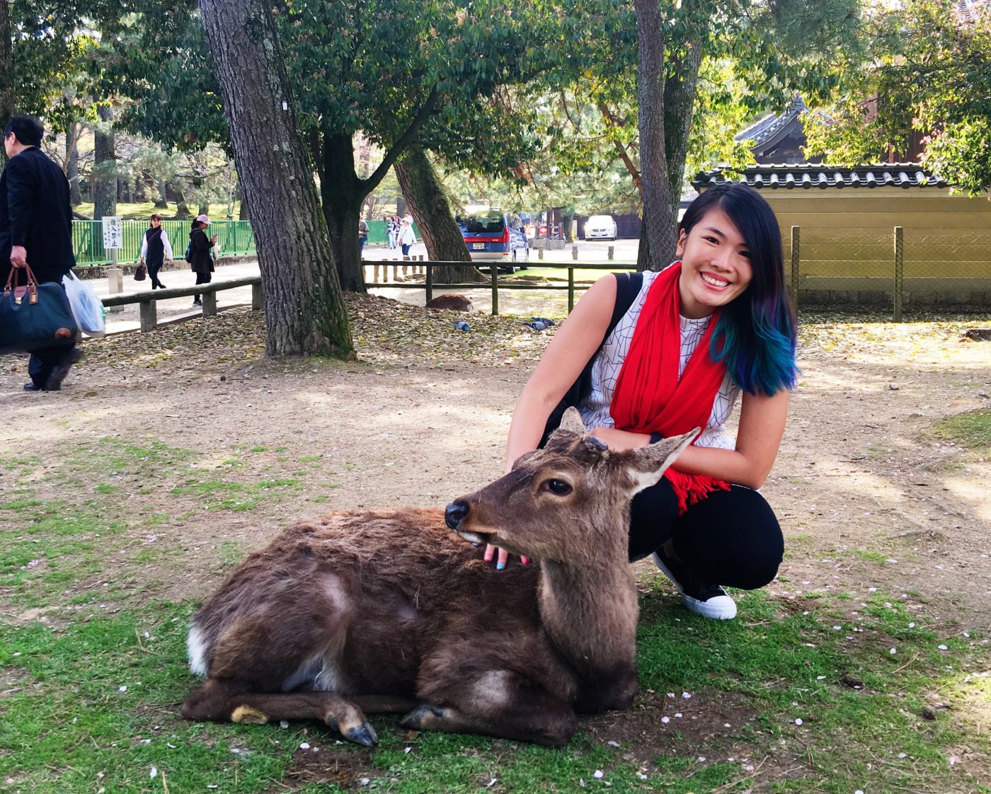 Playing with Sika deer in Nara