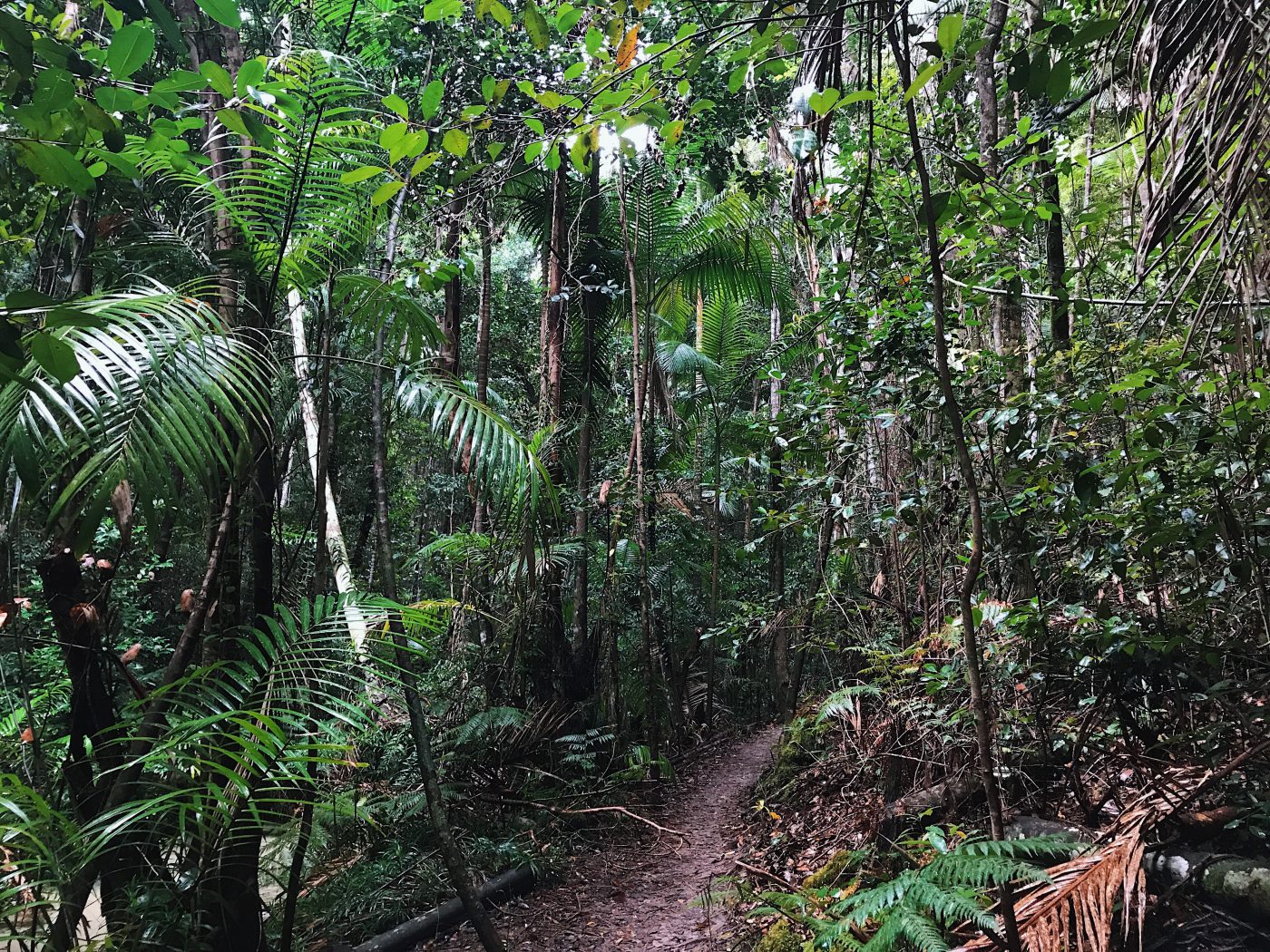 Rain forest lined with fine sand