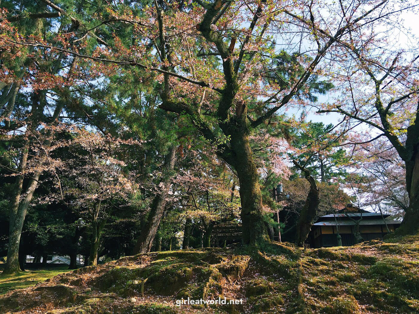 Sakura tree in Nara