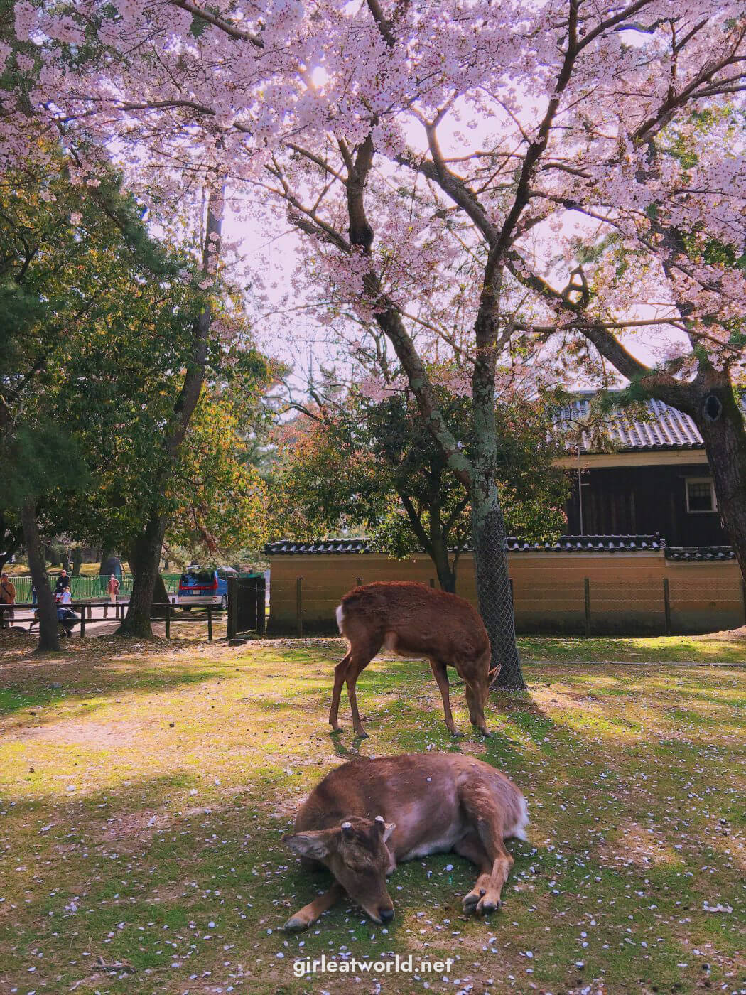 Sika Deer under Sakura tree