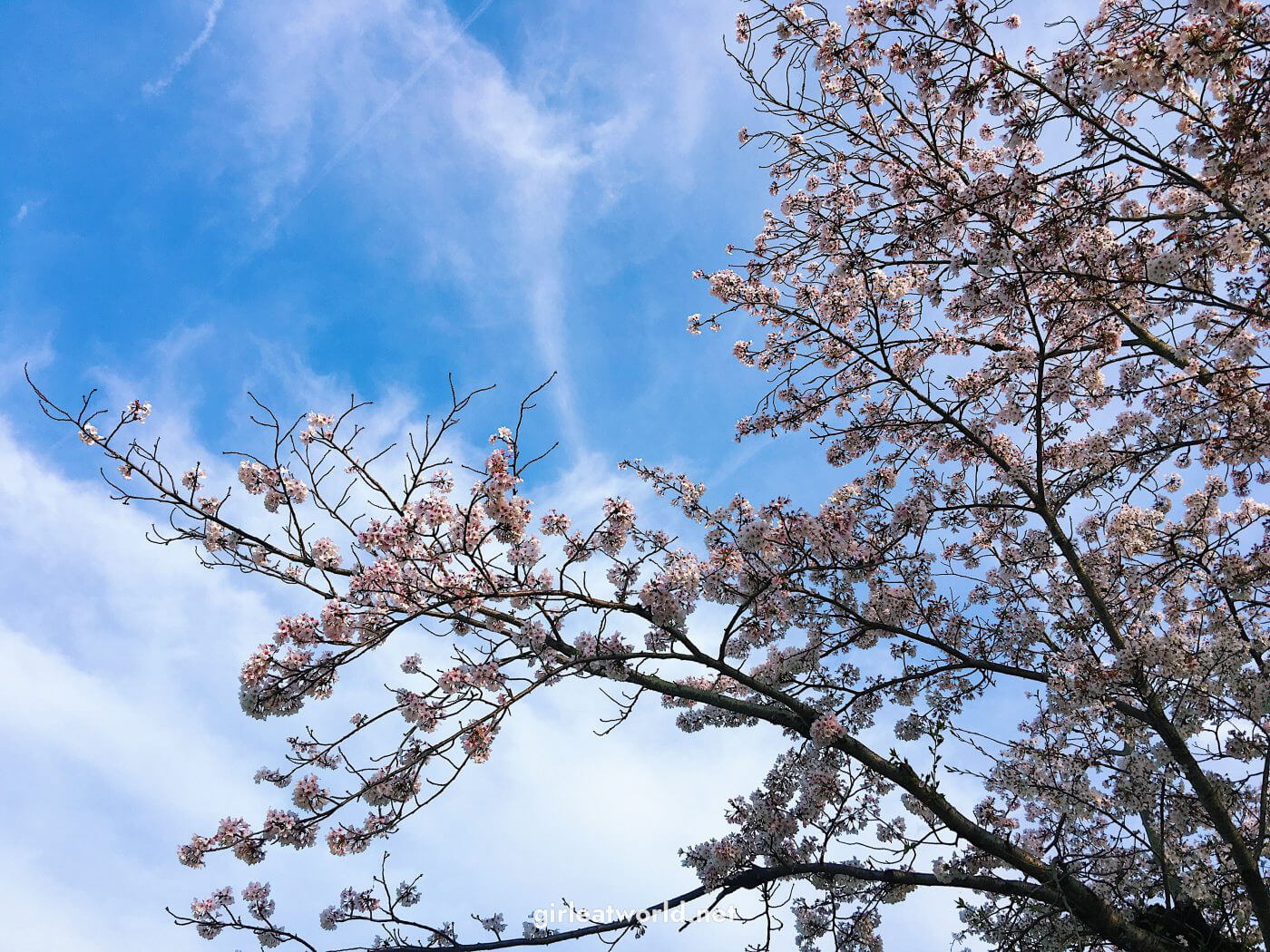 Sakura tree in full bloom