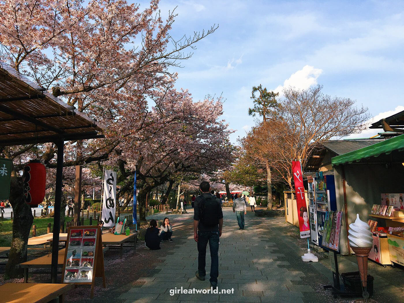 Sakura trees in Arashiyama Park