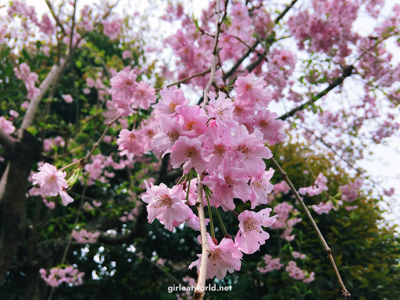 Japan's favorite flower - Sakura! Japanese celebrate cherry blossoms