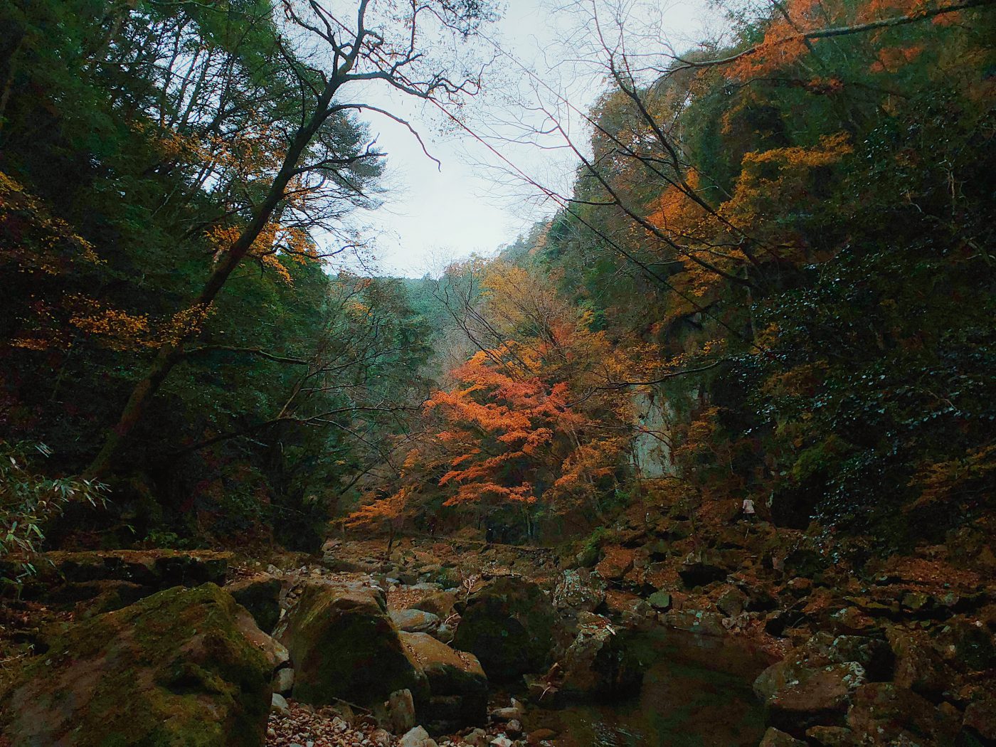 Autumn leaves at Akame 48
