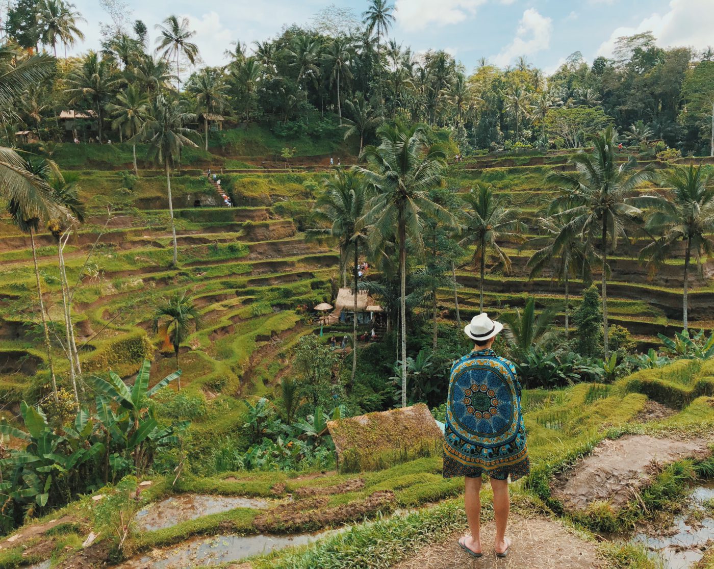 Rice field in Bali