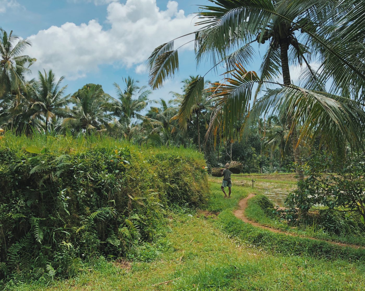 Rice fields in Bali