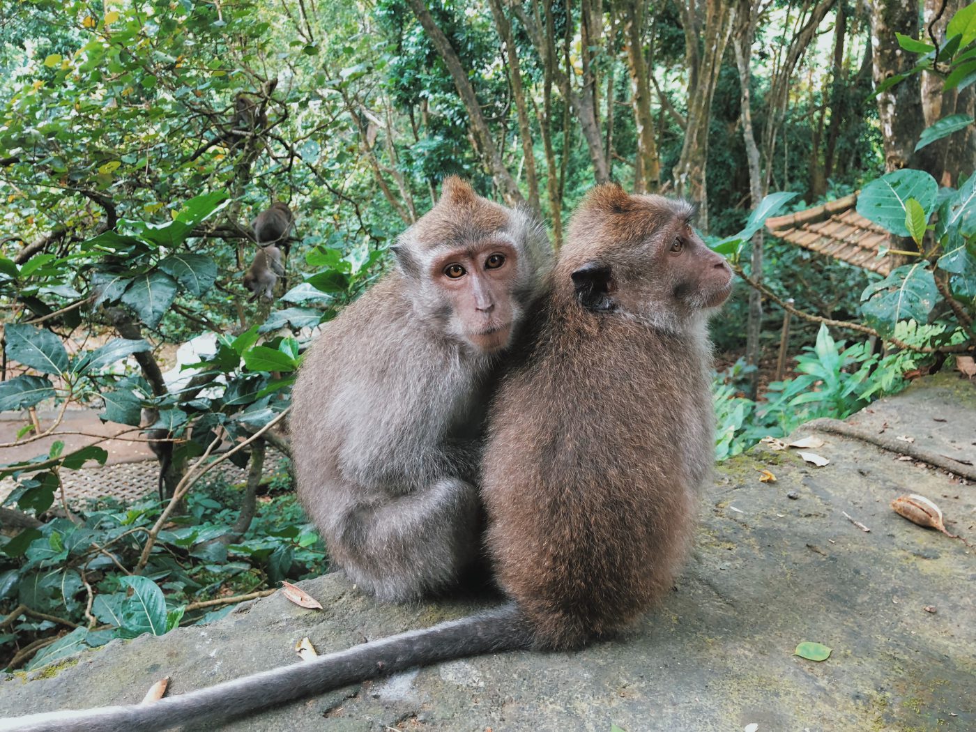 Sacred Monkey Forest Sanctuary in Ubud