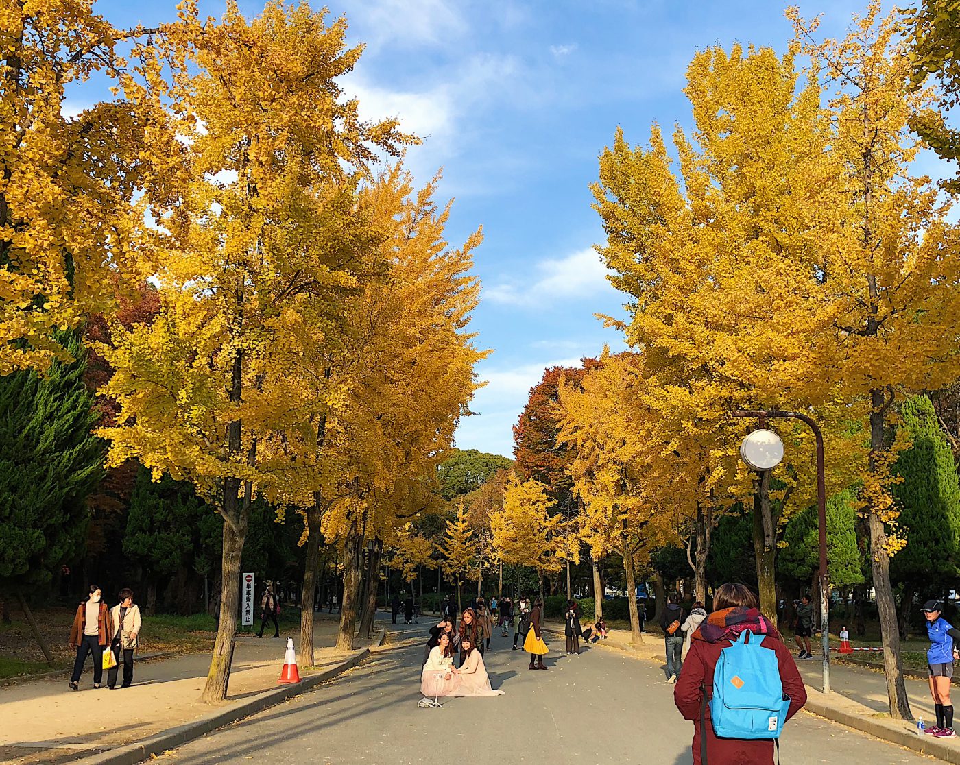 Yellow Ginko tree at Osaka Castle Park