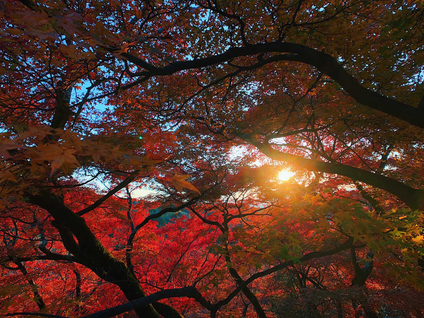 Momiji in Kiyomizu-dera in Kyoto