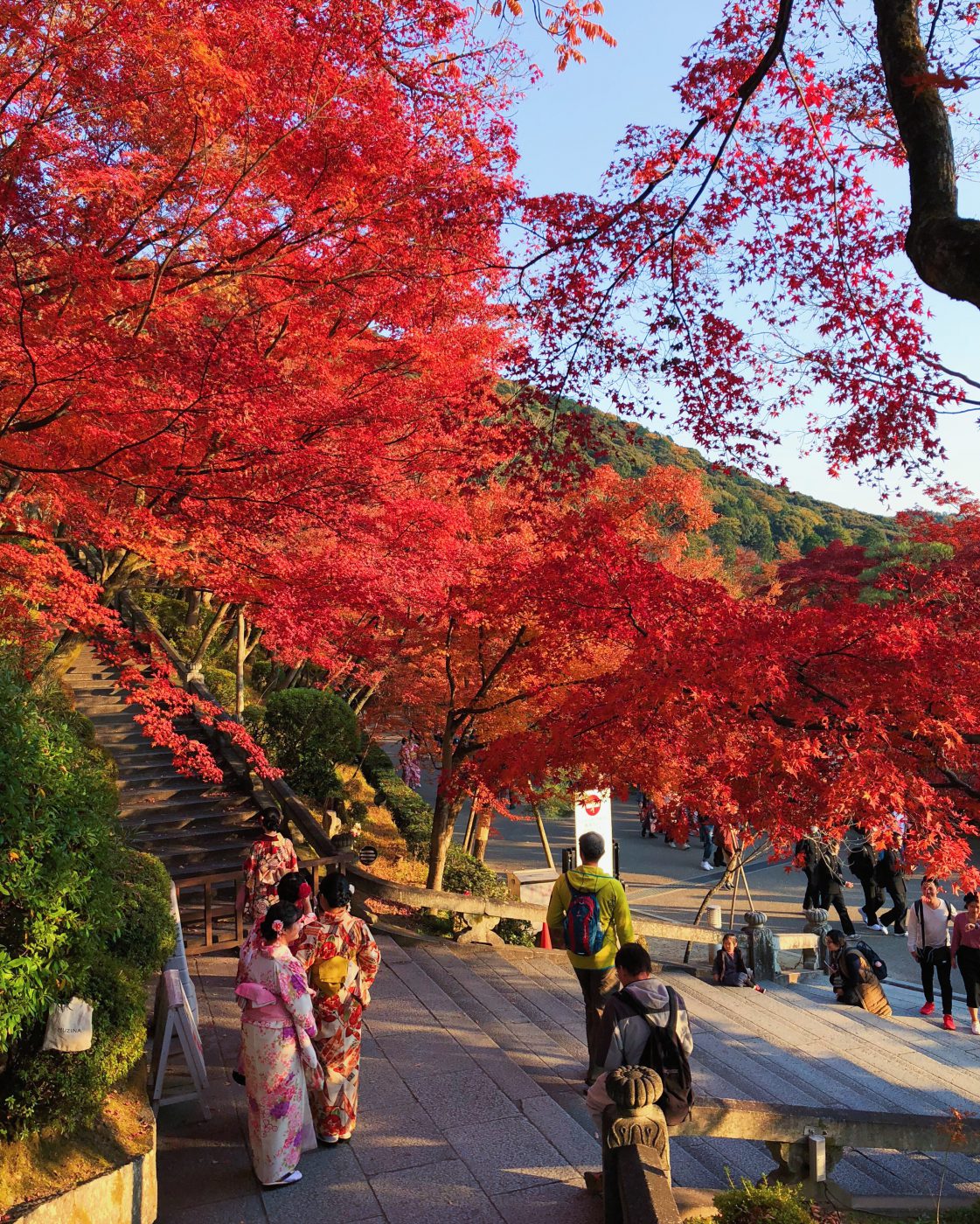Vibrant red Momiji leaves in Kiyomizud-dera