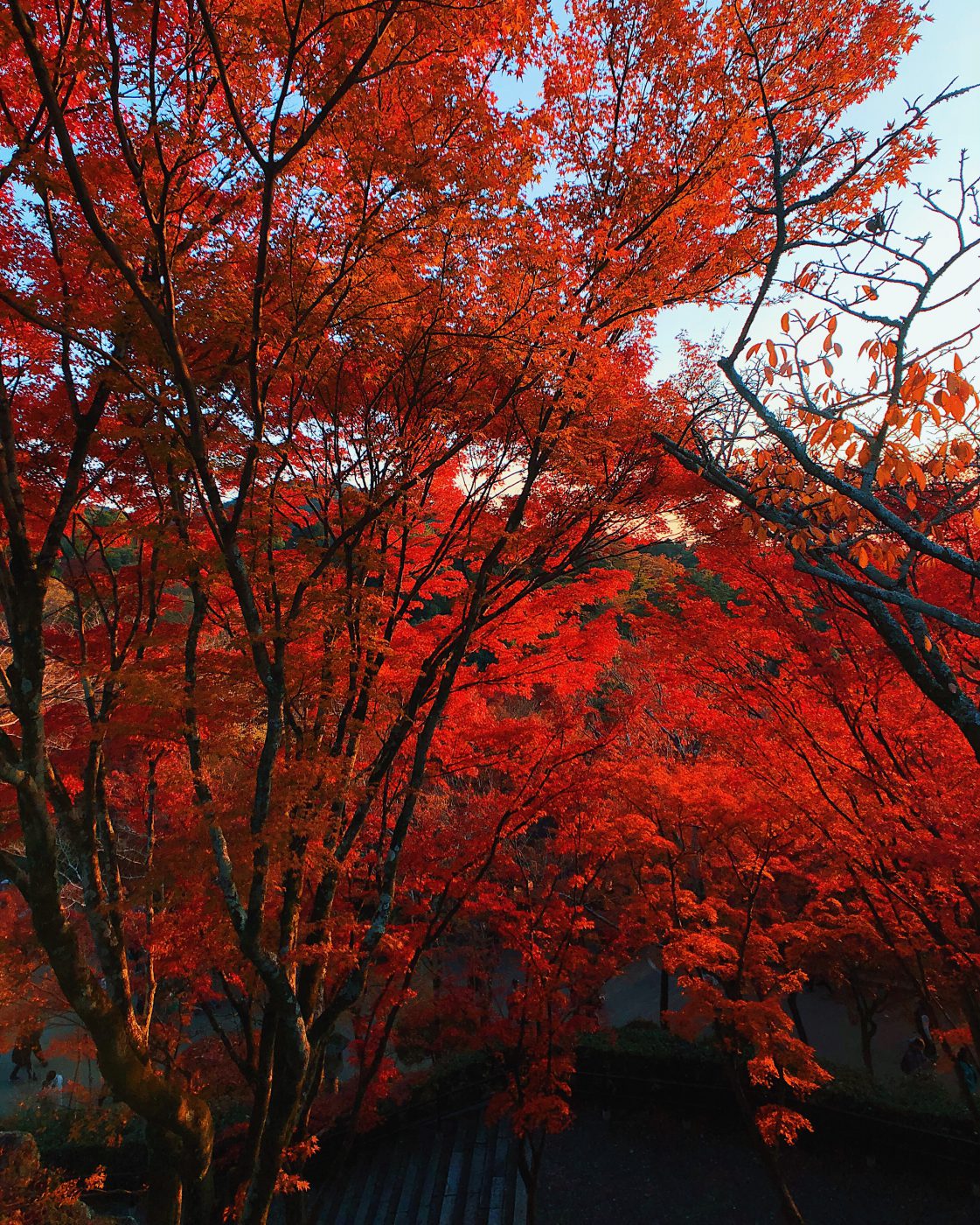 Momiji in Kiyomizu-dera in Kyoto