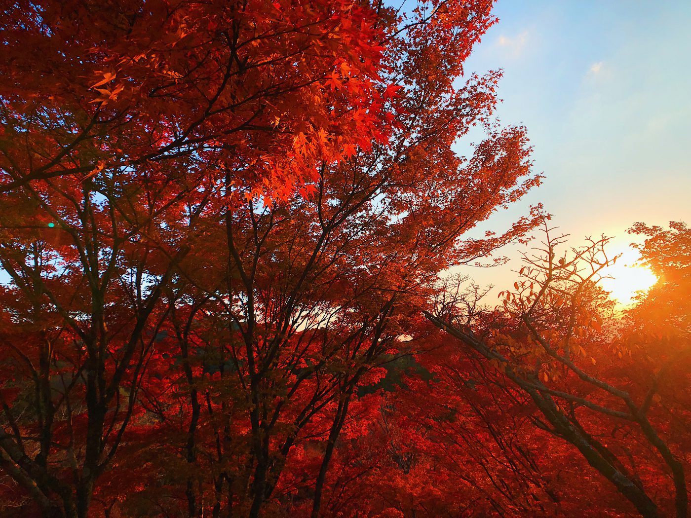 Momiji in Kiyomizu-dera in Kyoto