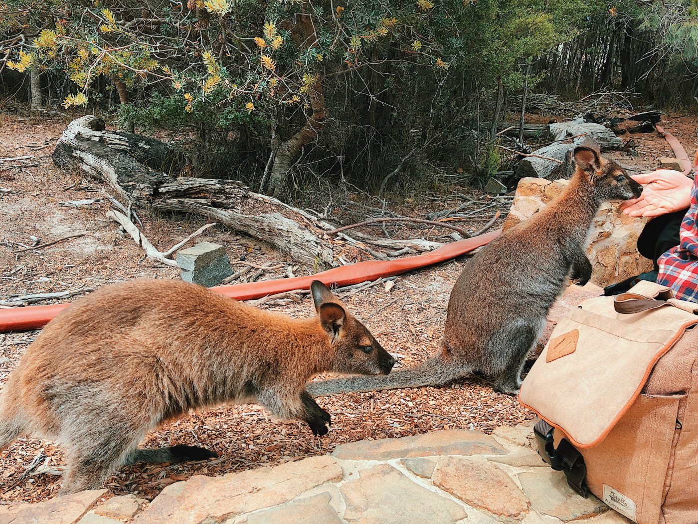 Wallabies at the carpark!