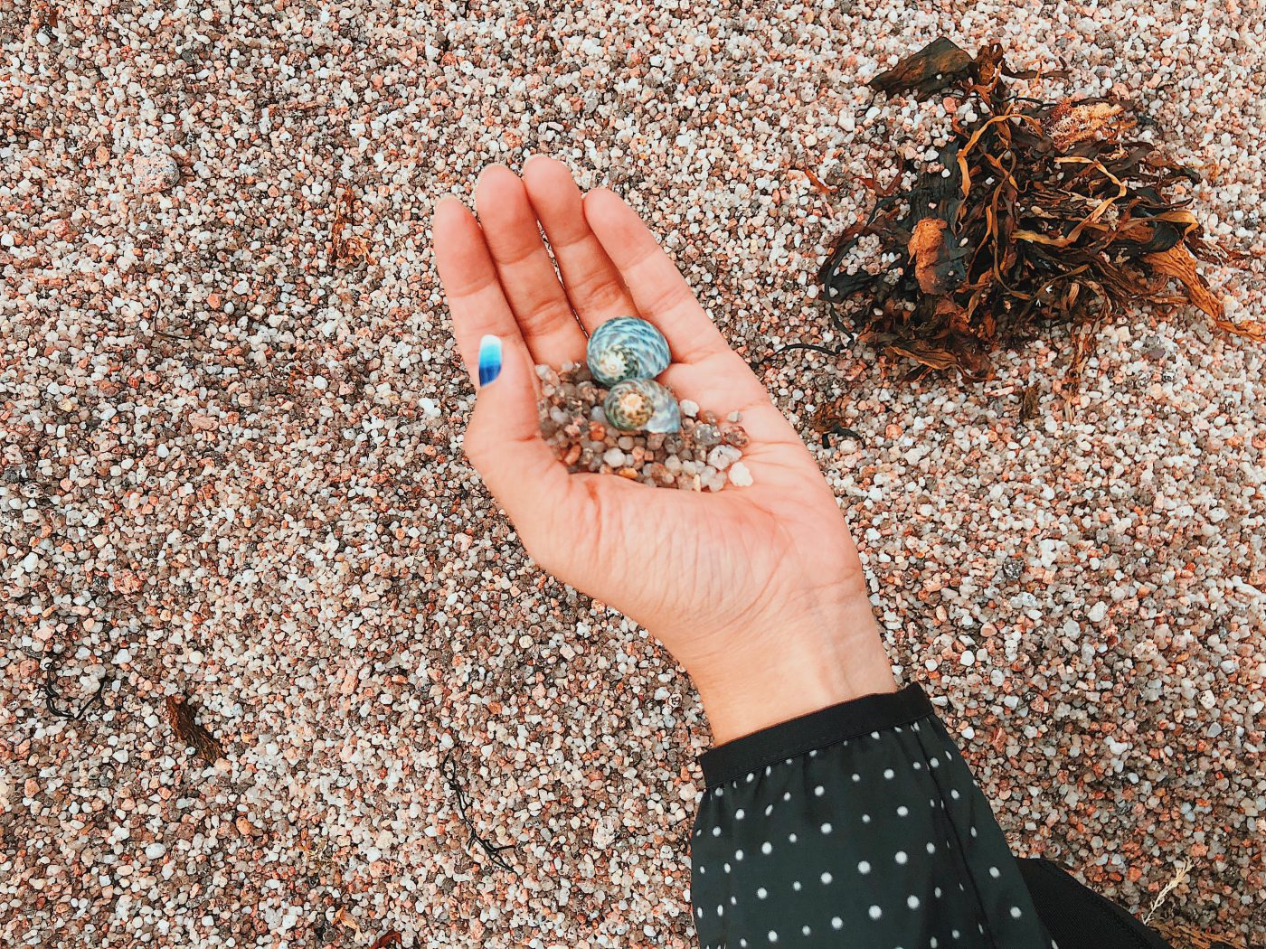 Beautiful shells at Sleepy Beach