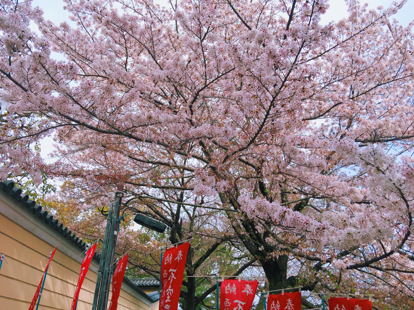 Sakura tree in Nara