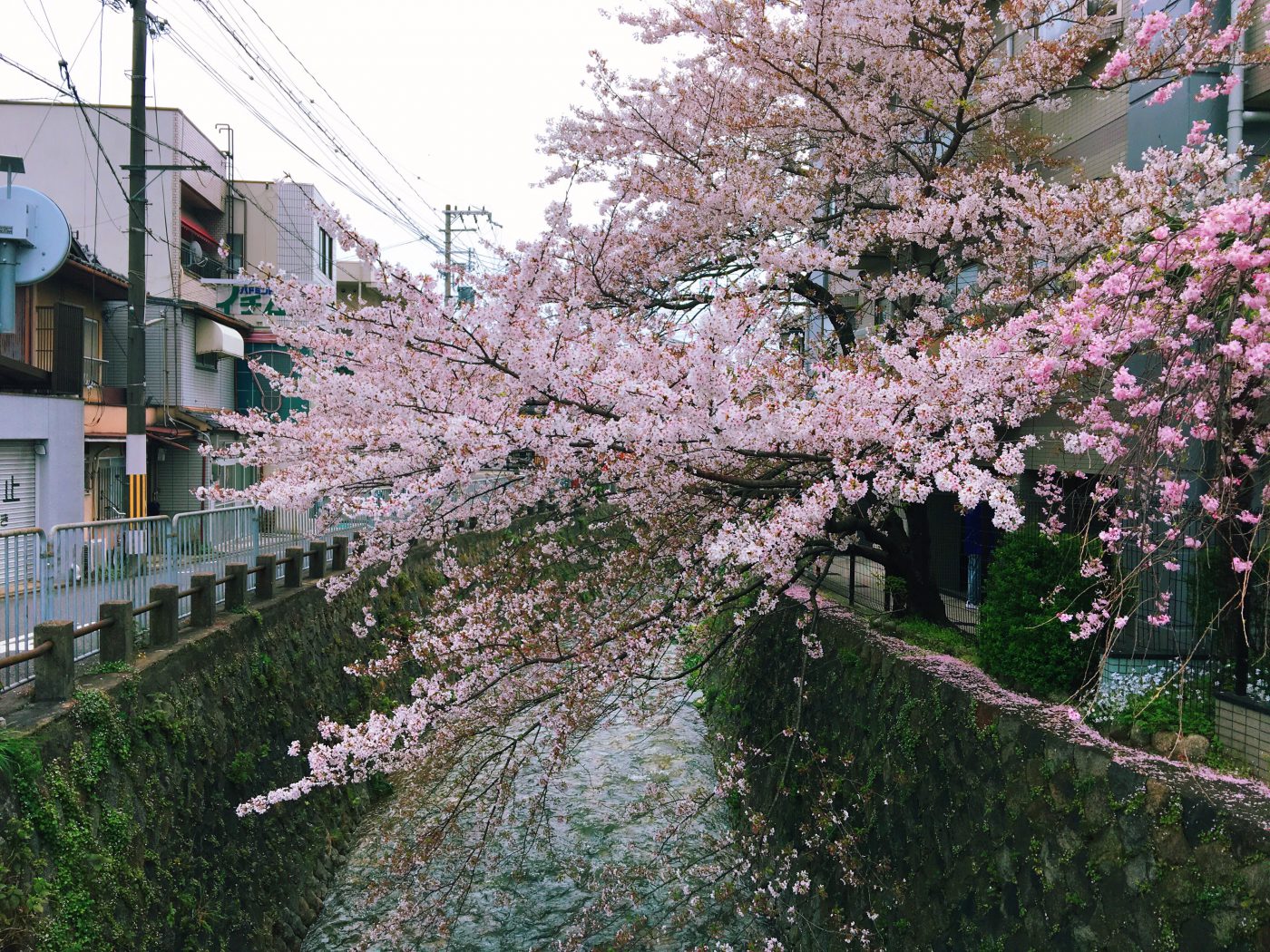 A neighborhood river in Kyoto full of Sakura