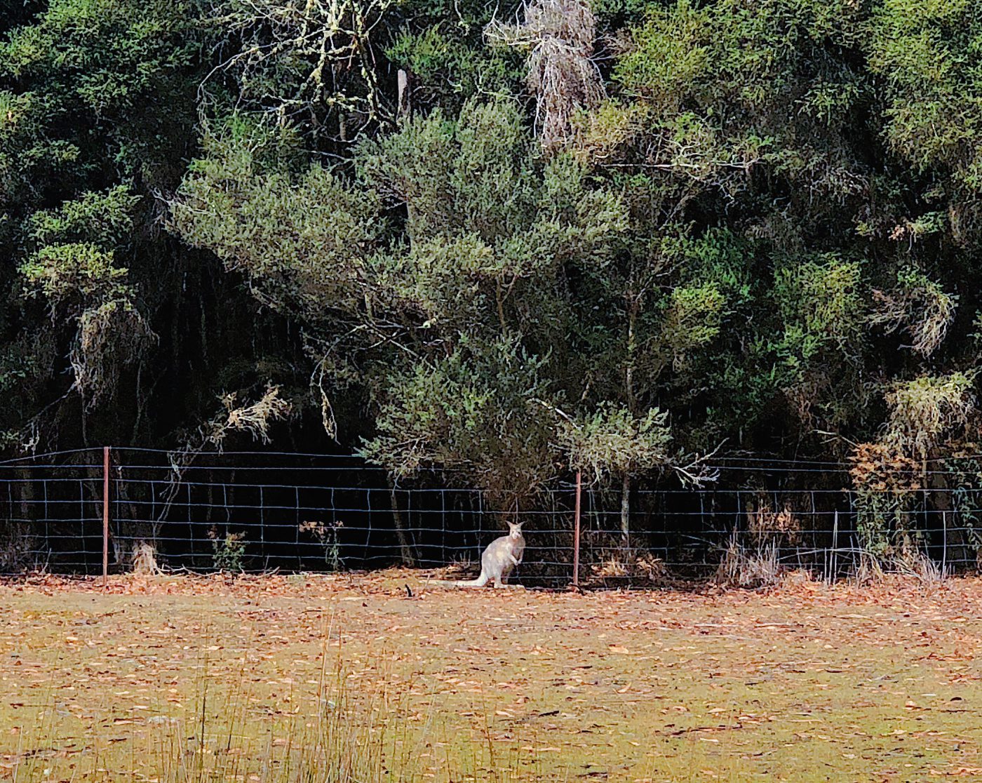 A very blurry picture of the white wallaby