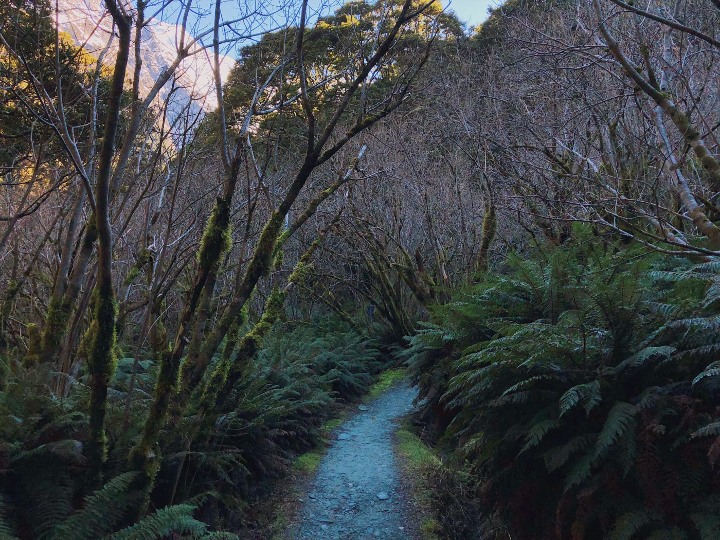 Rob Roy Glacier Track: Grimm's Fairytale or Lord of the rings?