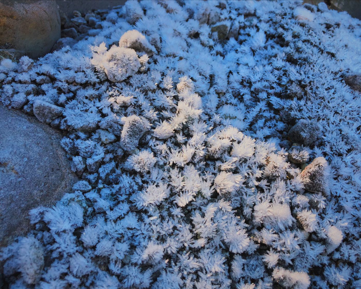 Frost at Gertrude Valley