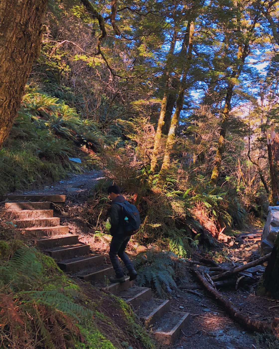 Rob Roy Glacier Track: Parts of the tracks has stairs
