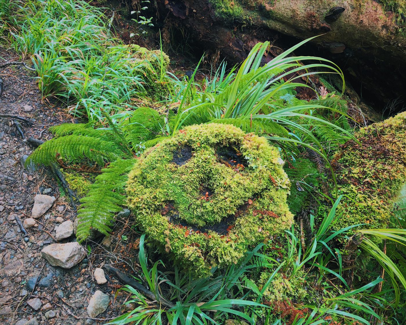 An all-natural smiley face!