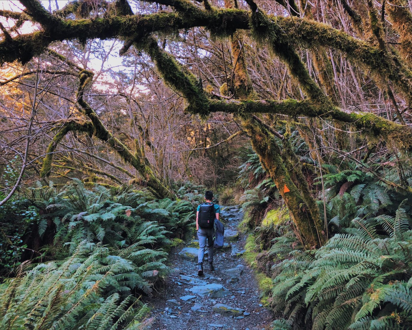 Rob Roy Glacier Track: This one is definitely Grimm's Fairy Tale