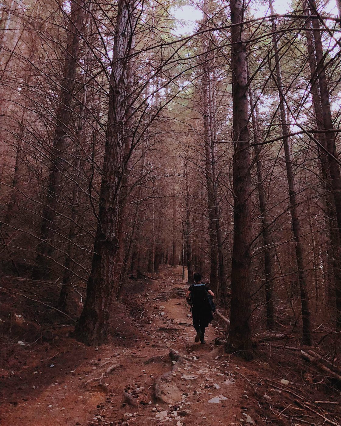 Ben Lomond Track - Entering the foresty part of the track