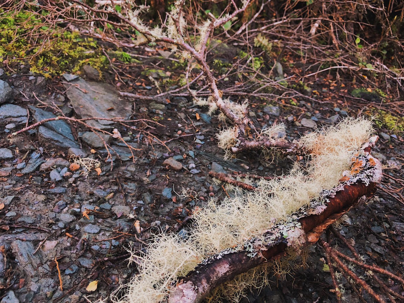 Rob Roy Glacier Track: Interesting vegetation on the track