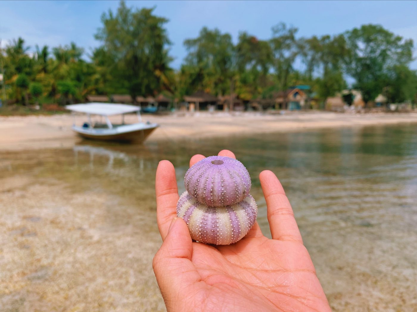 Gili Air Picking up Sea Urchin Shells from the beach
